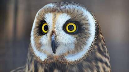 В Днепре на Европейской площади краснокнижная птица стала жертвой "фотоуслуг"