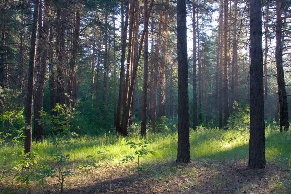 самарский лес Приднепровск