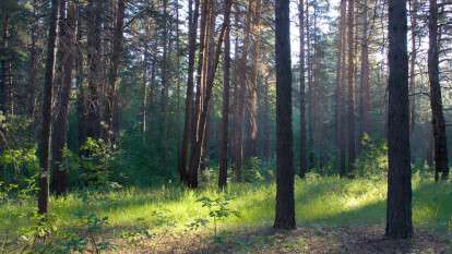 самарский лес Приднепровск