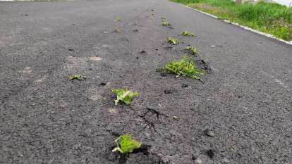 На дороге в селе Алексеевка пробилась трава2