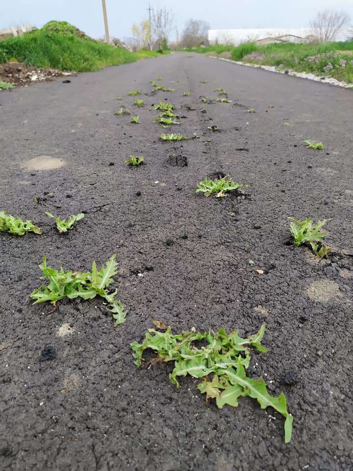 На дороге в селе Алексеевка пробилась трава