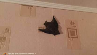 летучая мышь