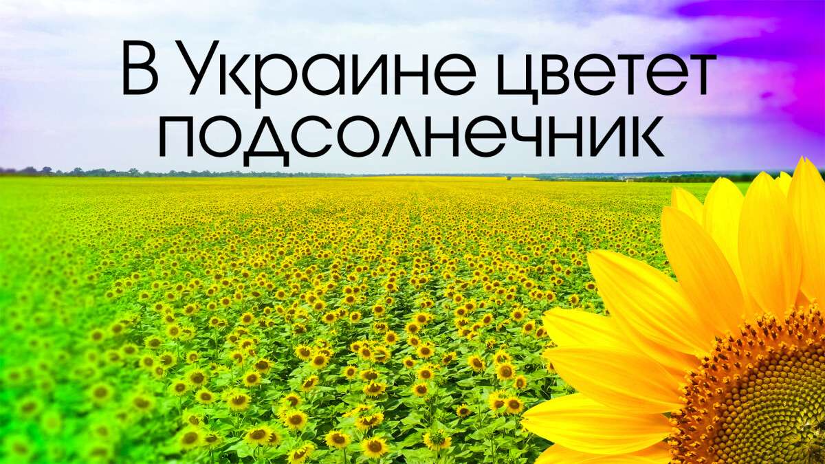в Украине цветет подсолнечник
