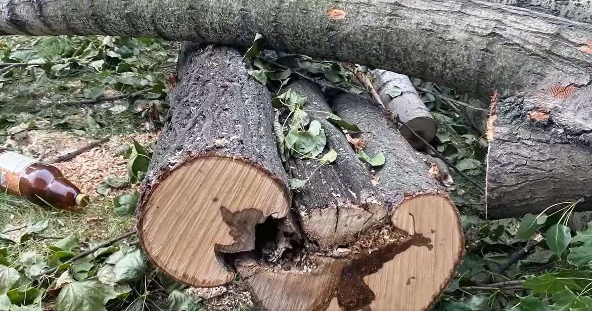 Аварийные деревья