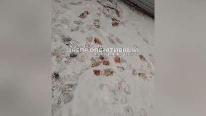 Кровавые следы на снегу