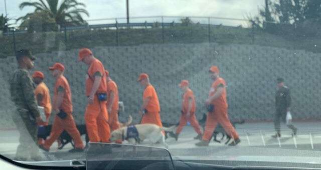 заключенные выгуливают собак