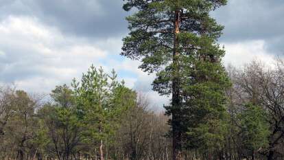 самарский лес