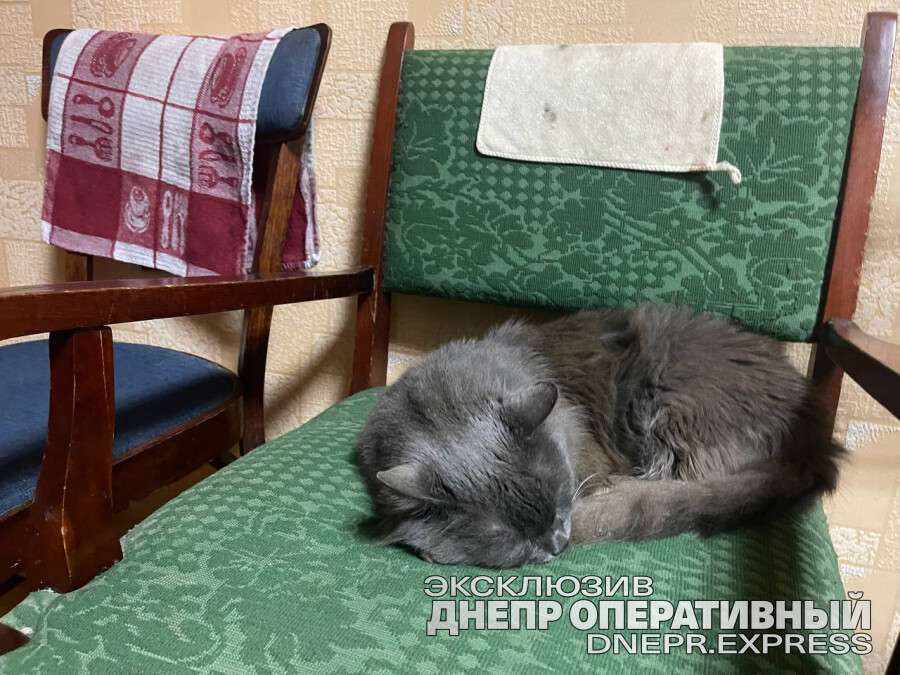 кот спит