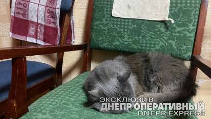 кот спит