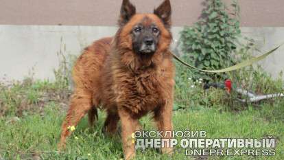 Собака Крым