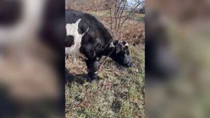 Издевательство над коровами