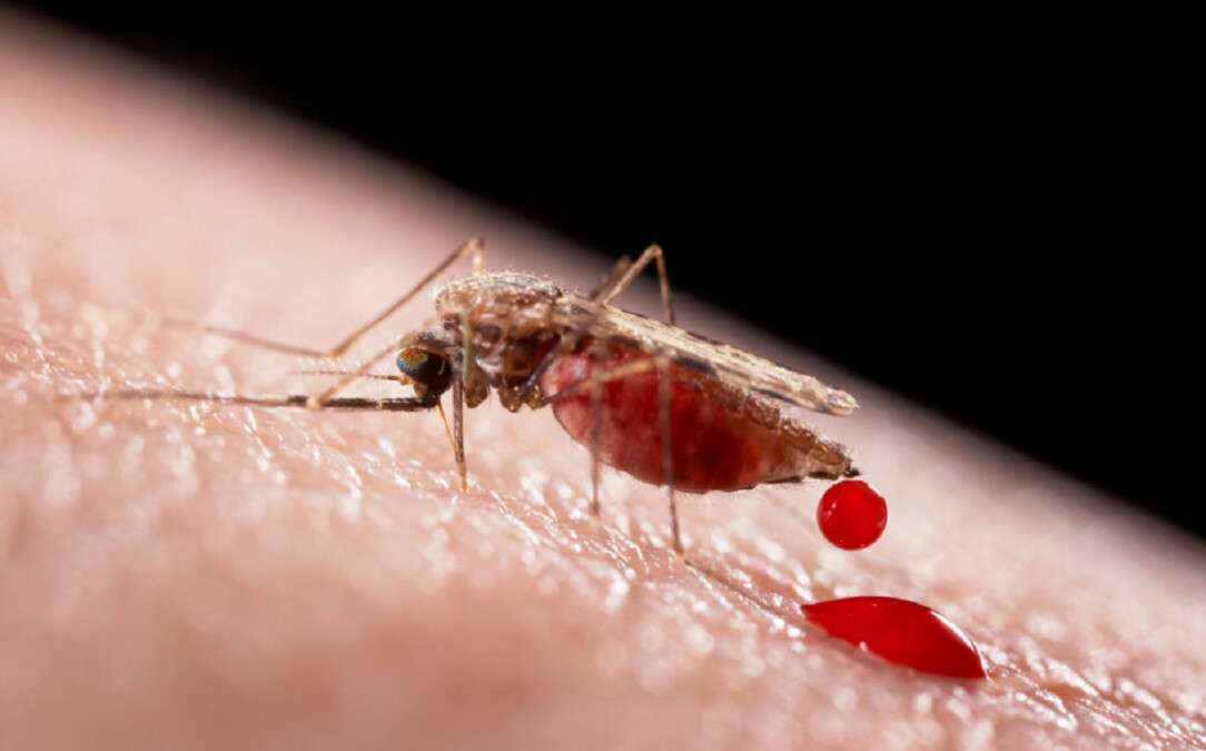 Малярия