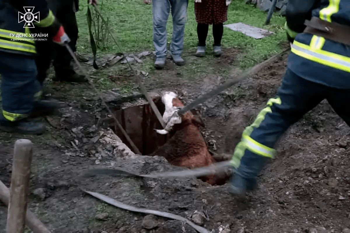 Корова упала в колодец