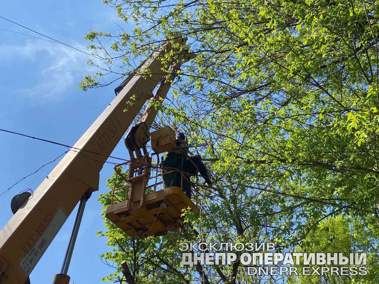 убирают аварийные деревья