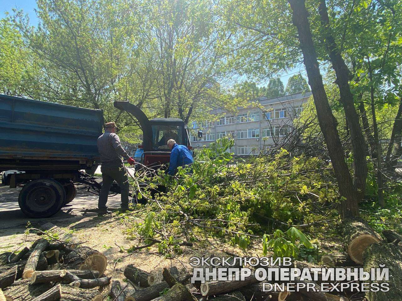 убирают аварийные деревья