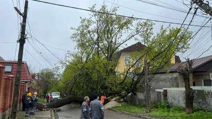 В Днепре упало дерево