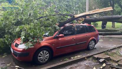 Дерево упало на автомобиль