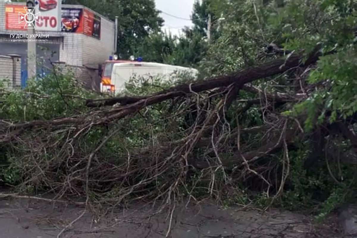 Впало дерево