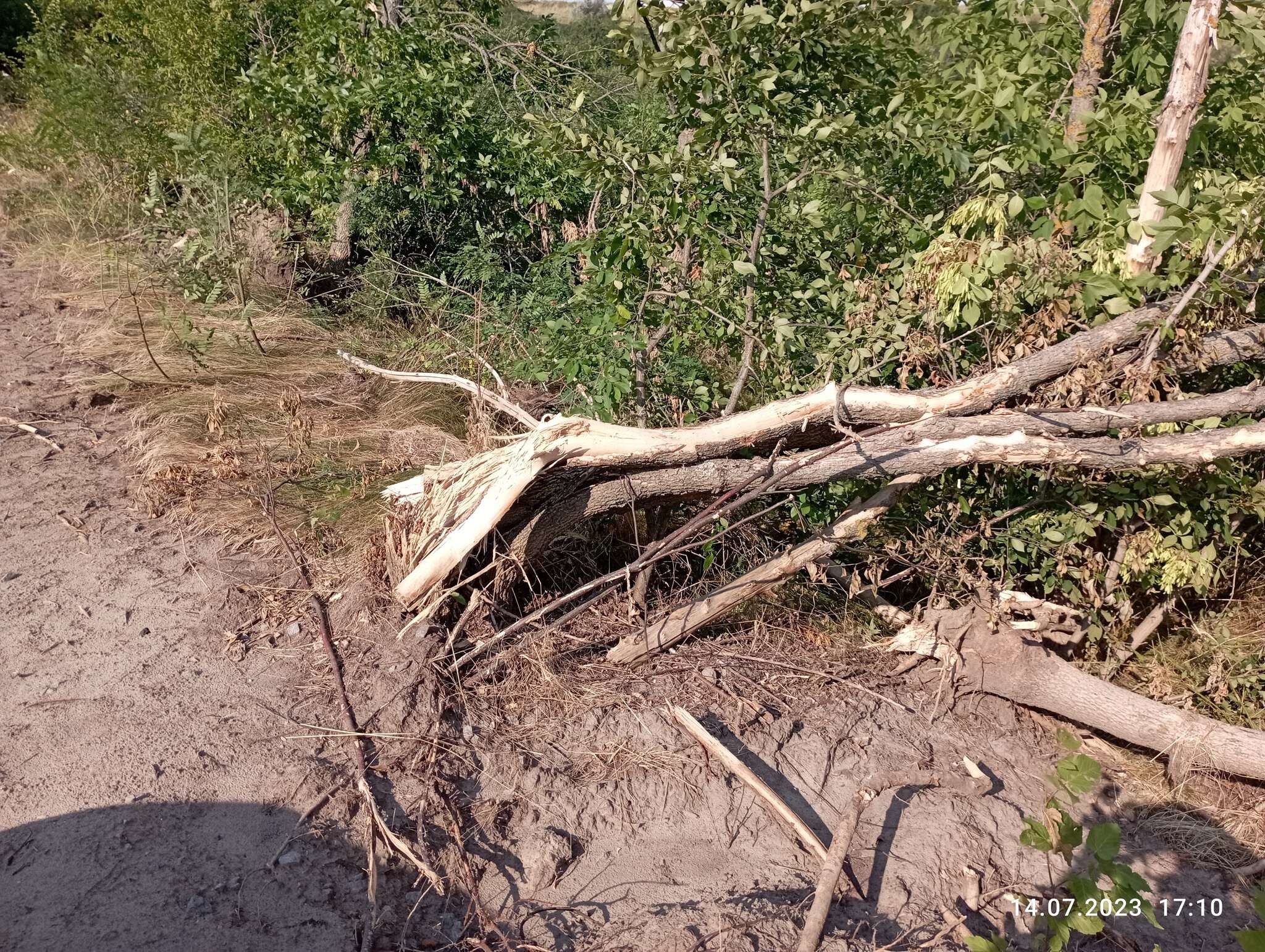 у парку знищили дерева