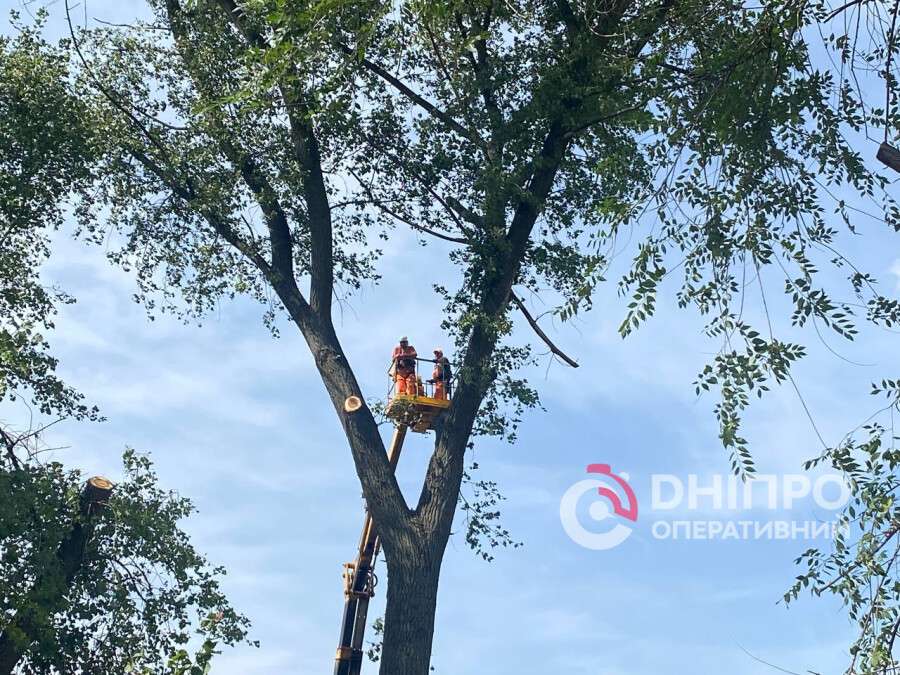 прибрали аварійне дерево