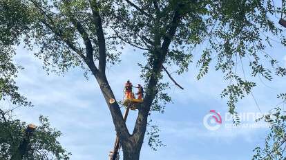 прибрали аварійне дерево