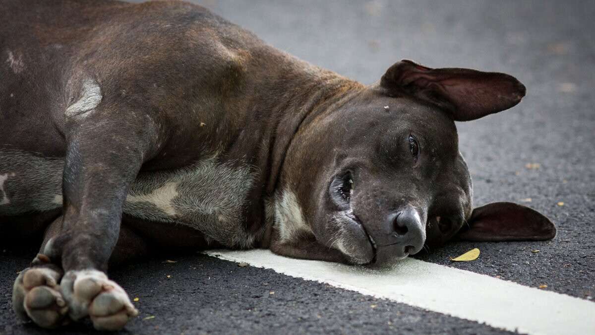 Собака умерла