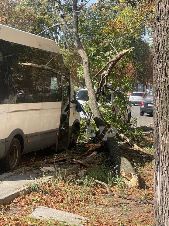 Гілка впала на мікроавтобус