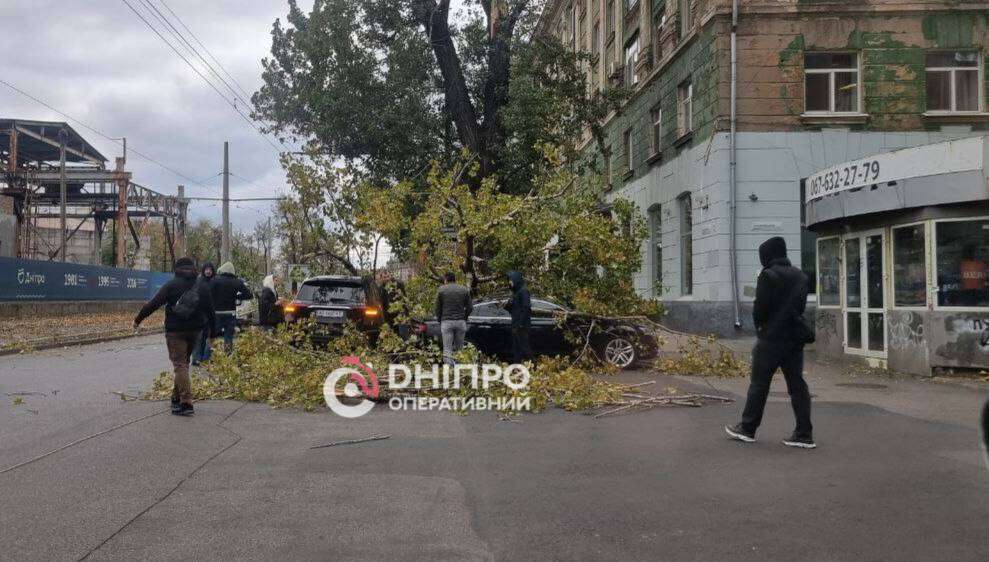 Упало дерево