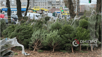 Скільки коштує ялинка у Дніпрі