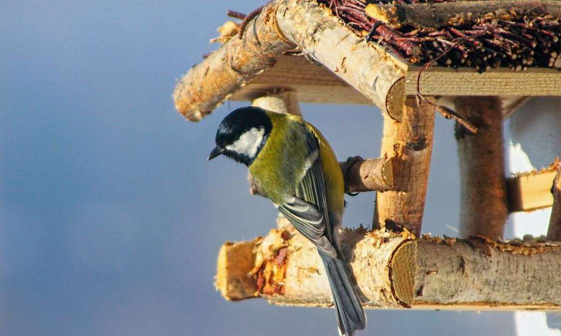 Погода в Дніпрі січень