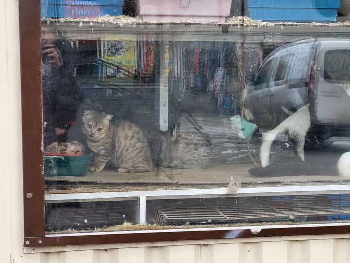 Жорстоке поводження з тваринами