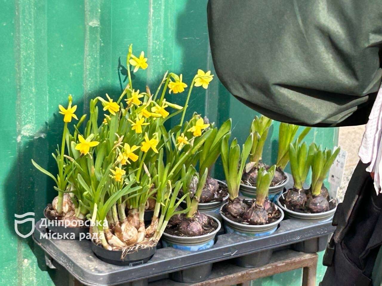 Первоцвіти в Дніпрі