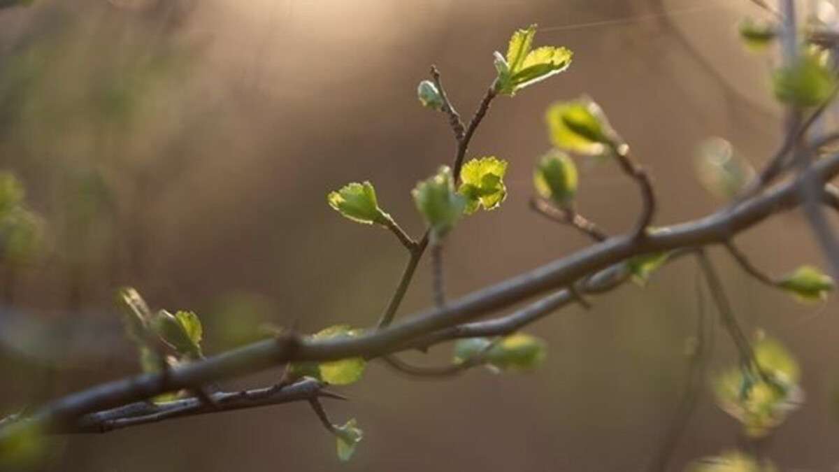 Погода у Дніпрі весна