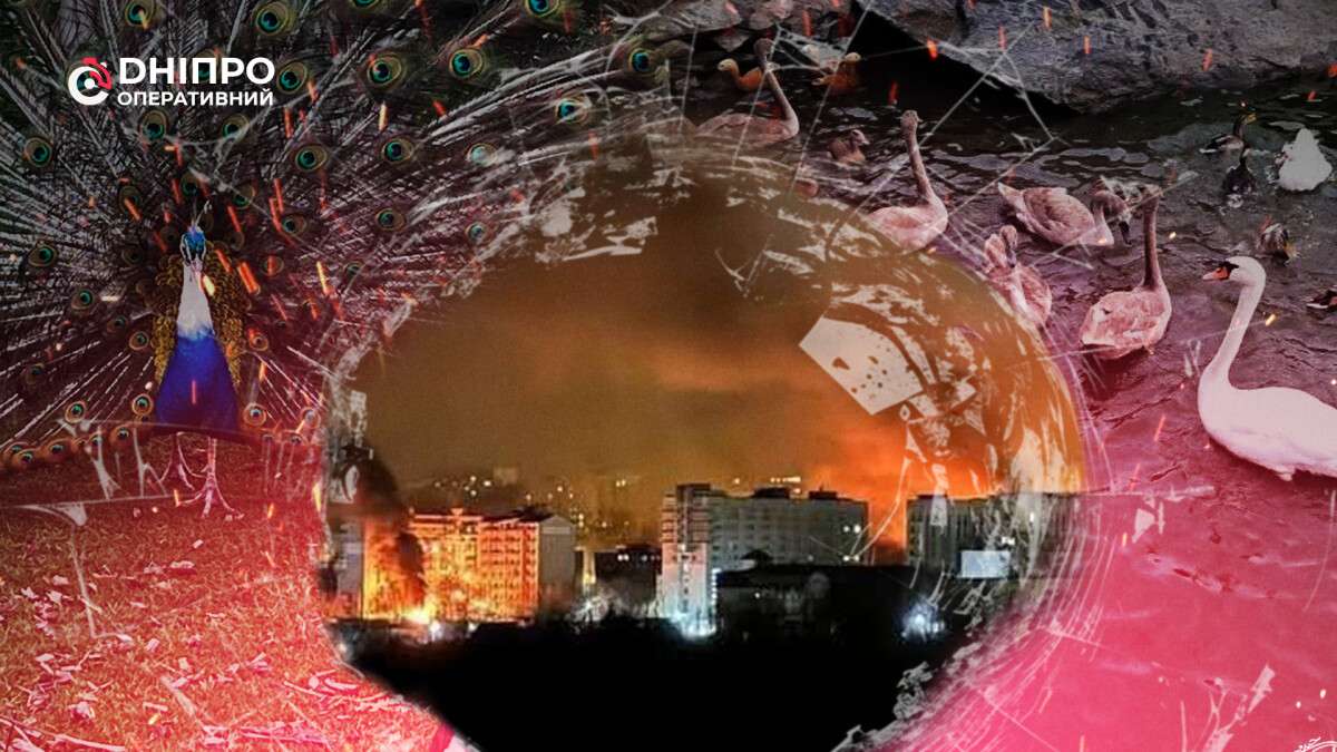 Павлины и лебеди выживают под взрывами