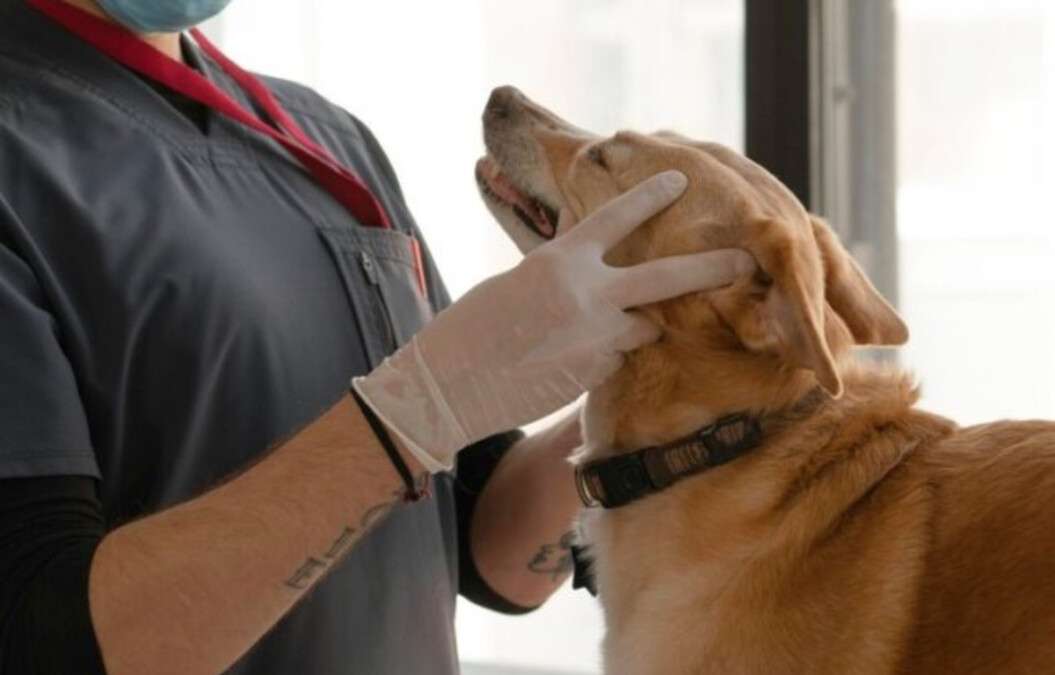 Ветклинику атаковали