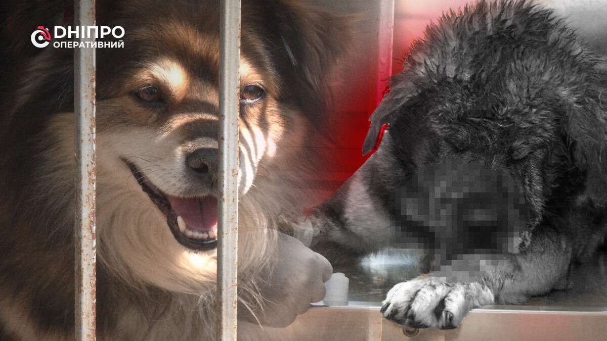 Животные в КП "Зооконтроль"