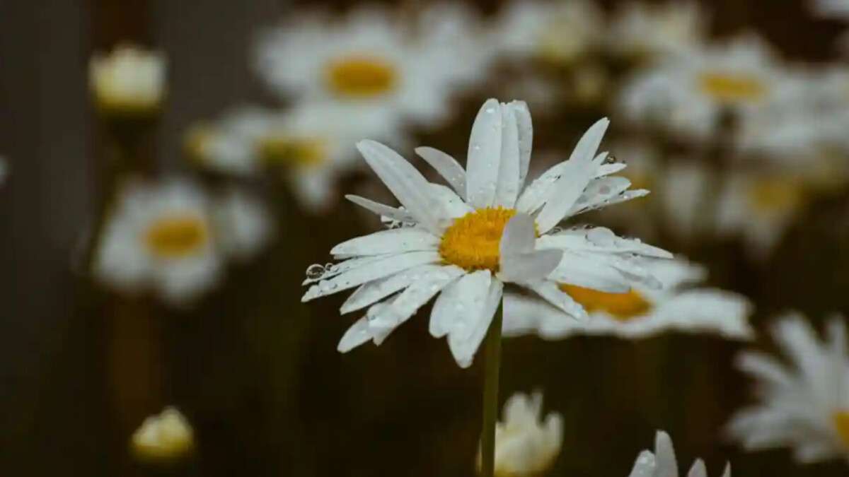 Погода в Днепре весна