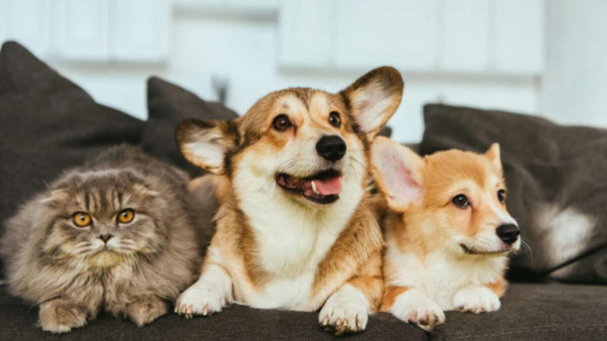 Регистрация домашних животных