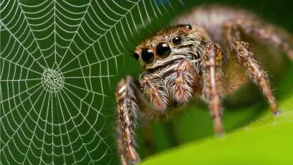 Павуки Дніпропетровщини