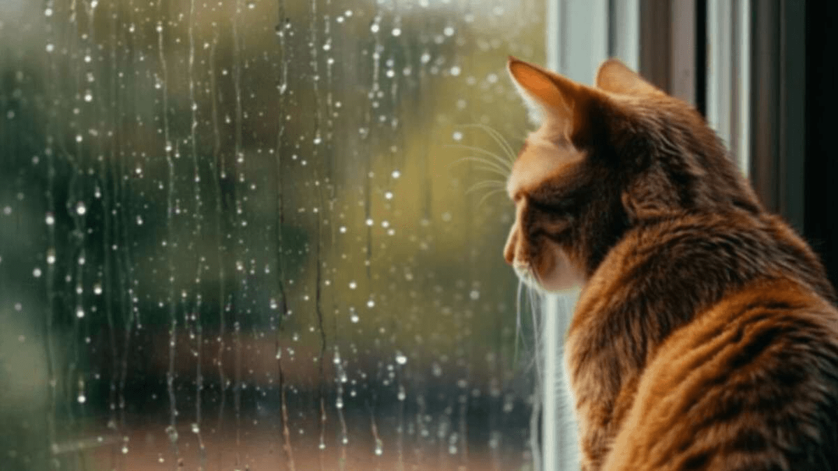 Погода в Днепре май