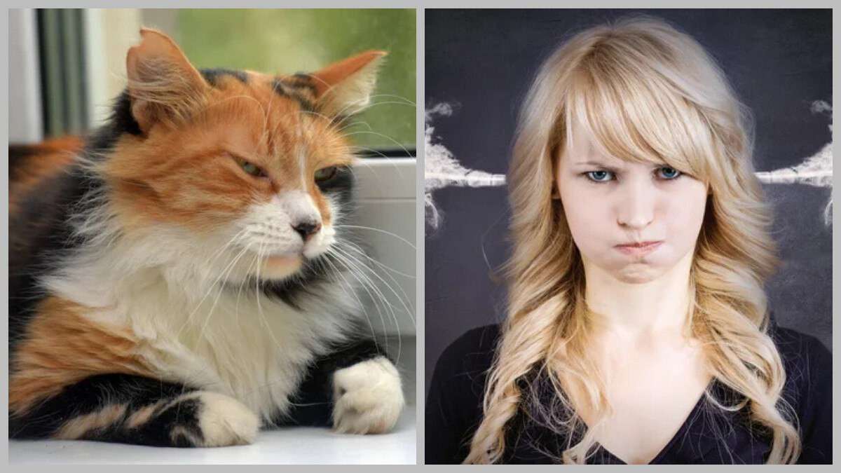 Женщина выбросила кошку