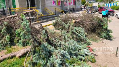 Вандалы спилили ели в АНД районе