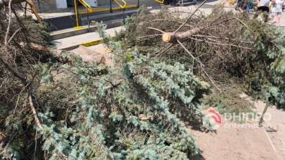 Ищут неизвестного на мопеде, который спилил елки