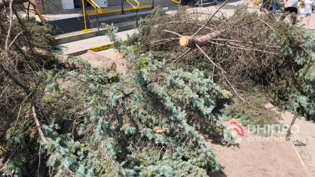 Шукають невідомого на мопеді, який спилив ялинки