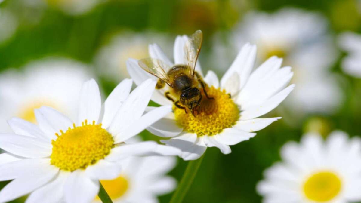 Погода в Днепре май