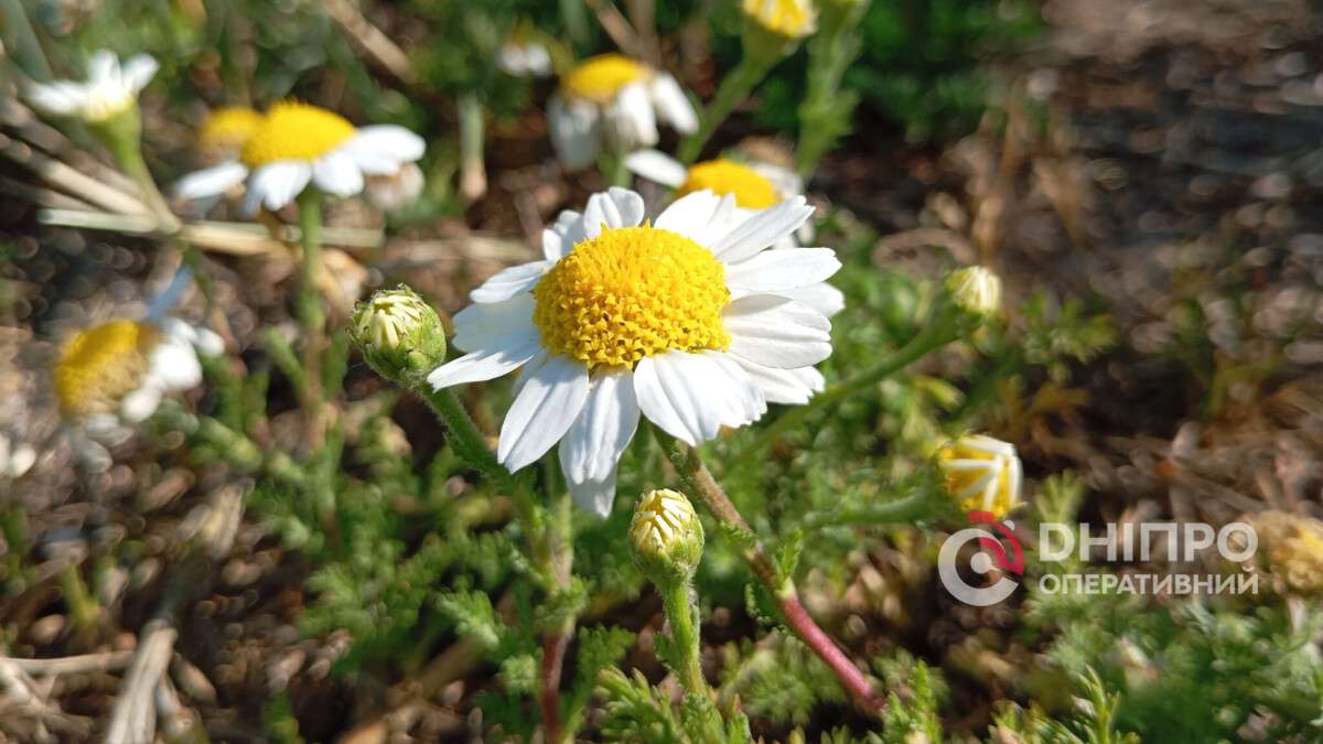Погода в Днепре