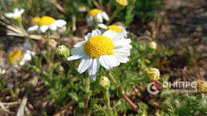 Погода в Днепре