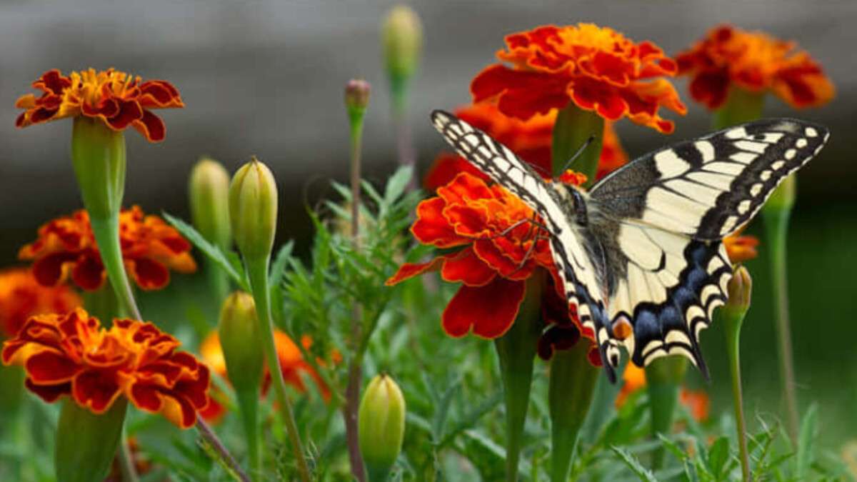 Погода в Днепре лето