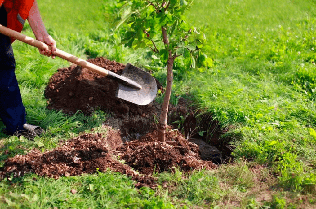 Озеленение улицы Инженерной