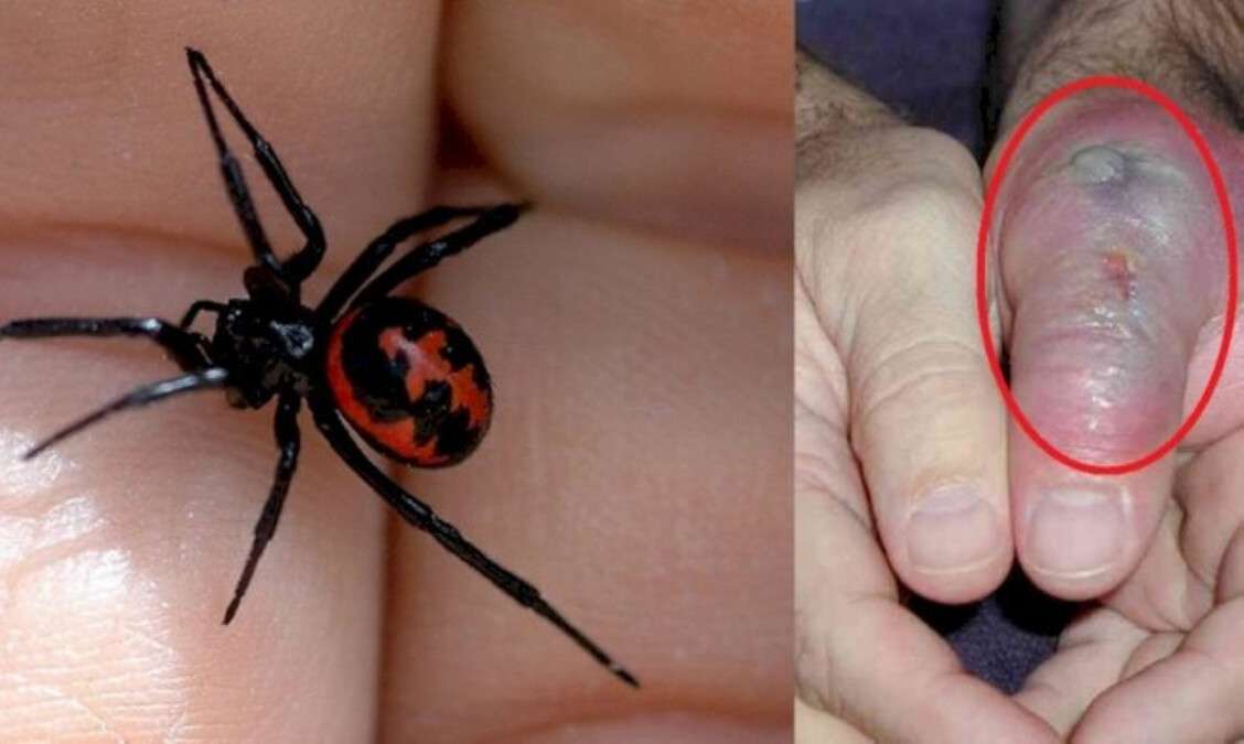 Павуки Дніпро